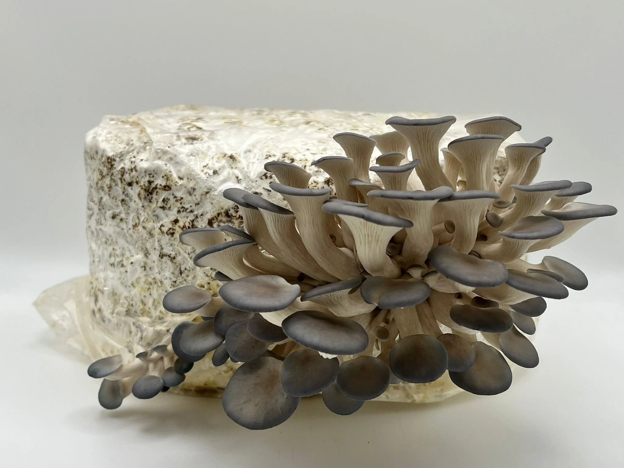 No Frills Mushroom Growing Kit | Easy & Affordable Home Cultivation